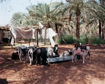 Abdulla Alblooshi - Goat Farm عبدالله البلوشي مزرعة الماعز 2026 