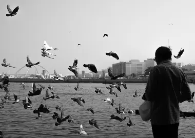 Amin Idris - Creekside Flock  أمين إدريس سرب عند الخور 2022 