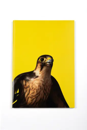 Ahaad Alamoudi "Sunkissed" Exhibition notebook