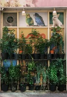 Anna Jopp - On gardening 1 عن البستنة