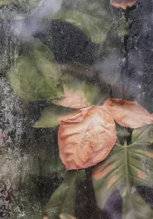 Anna Jopp - Botanical gardens 2  حدائق نباتية