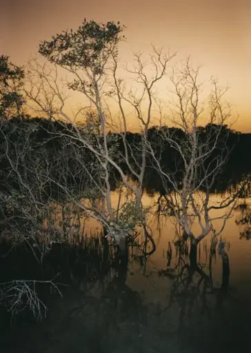 Preschelle Ann Bigueras - Jubail Mangroves at Sunset بريشيل آن بيغيراس أشجار القرم في الجبيل عند الغروب 2022 
